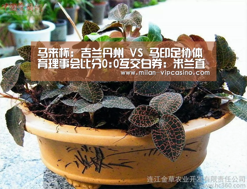 马来杯: 吉兰丹州 VS 马印足协体育理事会比分0:0互交白券:米兰直播(图1) 米兰平台