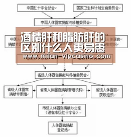 酒精肝和脂肪肝的区别什么人更易患上酒精肝“米兰直播”(图1) 米兰直播